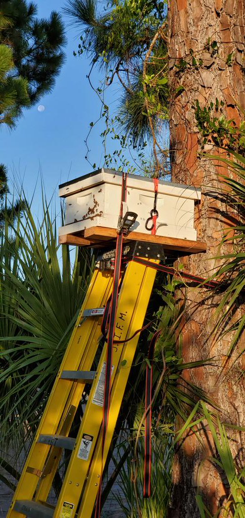 Another swarm caught and captured