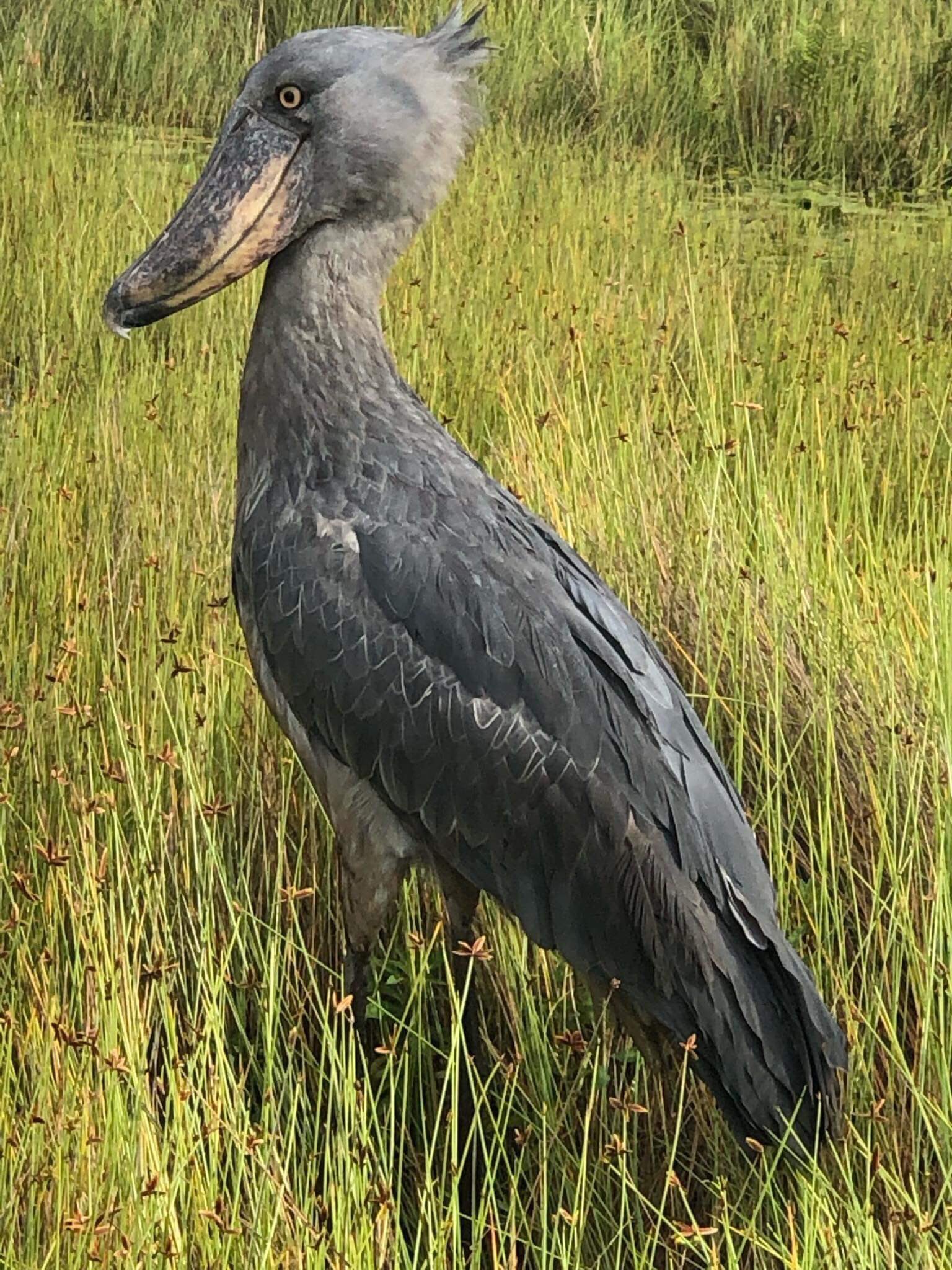 You could say this Shoebill was quite confiding on the @zootherabirding #Uganda tour this week. Photo taken by our guide Paul Tamwenya on his iPhone!! https://t.co/8nS4pJgnml
