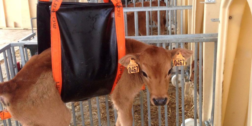 🤔Pesez-vous les #veaux à la naissance ? 
À Bel Orient oui ! Toutes les semaines jusqu’au sevrage. Ces données permettent d'établir l’objectif au sevrage ➡️ doubler le poids de naissance !
Premiers résultats, #PrimHolstein : poids de naissance moyen : 37kg, #Jersiais : 26kg.