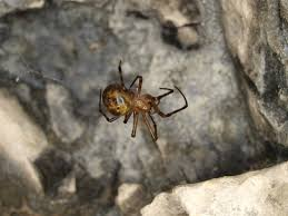 Certaines araignées appartenant au genre Meta sont spécialisées dans les grottes ! Elles vont se répartir, selon les espèces, entre l'entrée, le milieu, le fond...