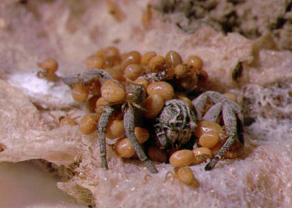 Certaines araignées, comme les Amaurobius ou les Eresus pratiquent la matriphagie : la mère régurgite de la nourriture à ses bébés, puis ses propres organes, leur permettant de plus grandir à l'abri auprès d'elle et augmentant donc leurs chances de survie !