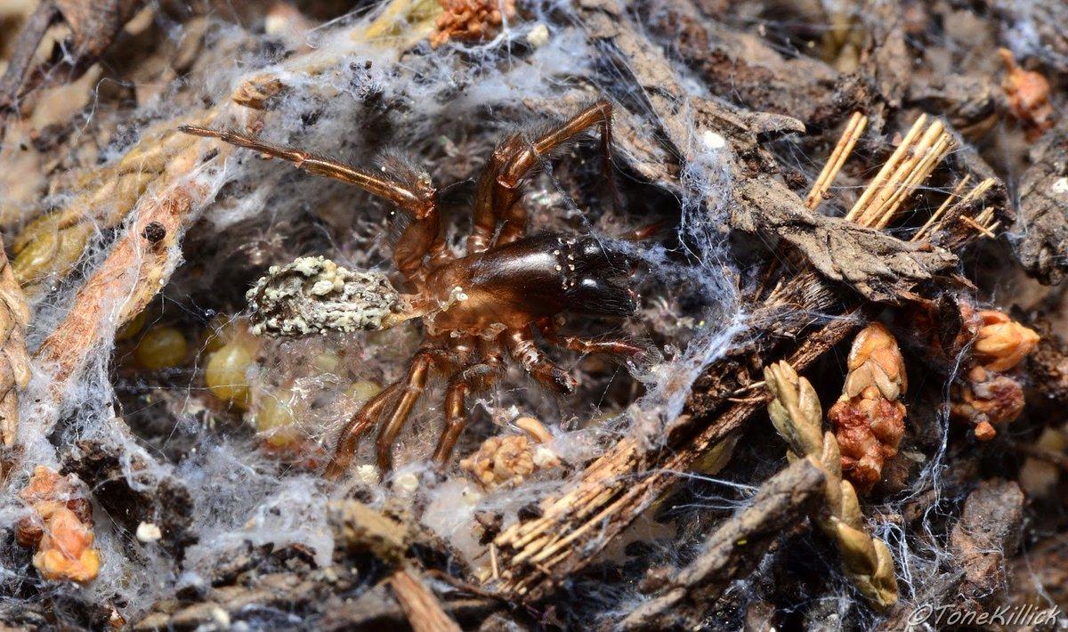 Certaines araignées, comme les Amaurobius ou les Eresus pratiquent la matriphagie : la mère régurgite de la nourriture à ses bébés, puis ses propres organes, leur permettant de plus grandir à l'abri auprès d'elle et augmentant donc leurs chances de survie !