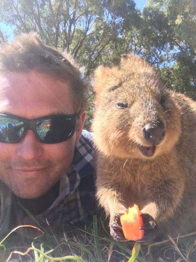動物の習性図鑑 自撮りの達人クアッカワラビー 世界一幸せな動物 と呼ばれる クアッカワラビー 常に口角が上がっている この生き物は好奇心旺盛で 人間が写真を撮ろうとすると 自らフレームに入ってくることも 多いそうです T Co