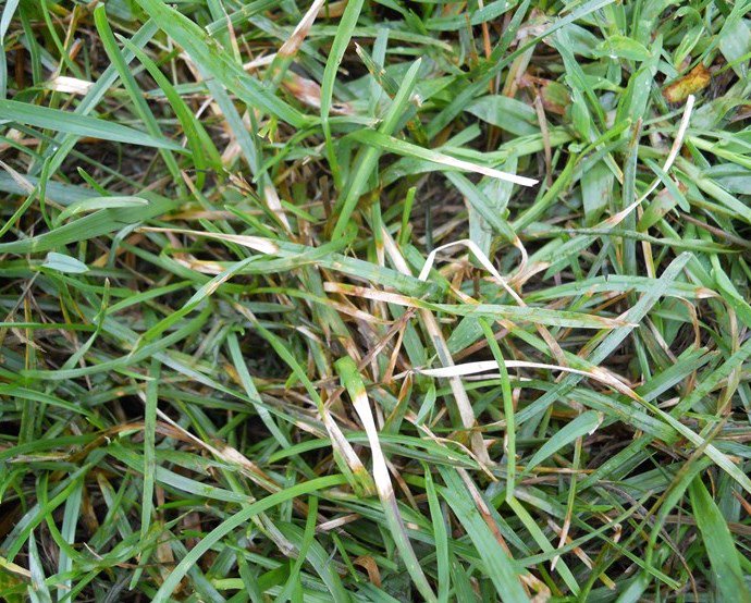 genesis_dist's tweet photo. Count On July For Something New and/or Unusual #drpetesturftips #DPTT #askagenesisrep #asiaticdayflower #dollarspot https://t.co/GqwbgRphci https://t.co/9vQpDnLlLk