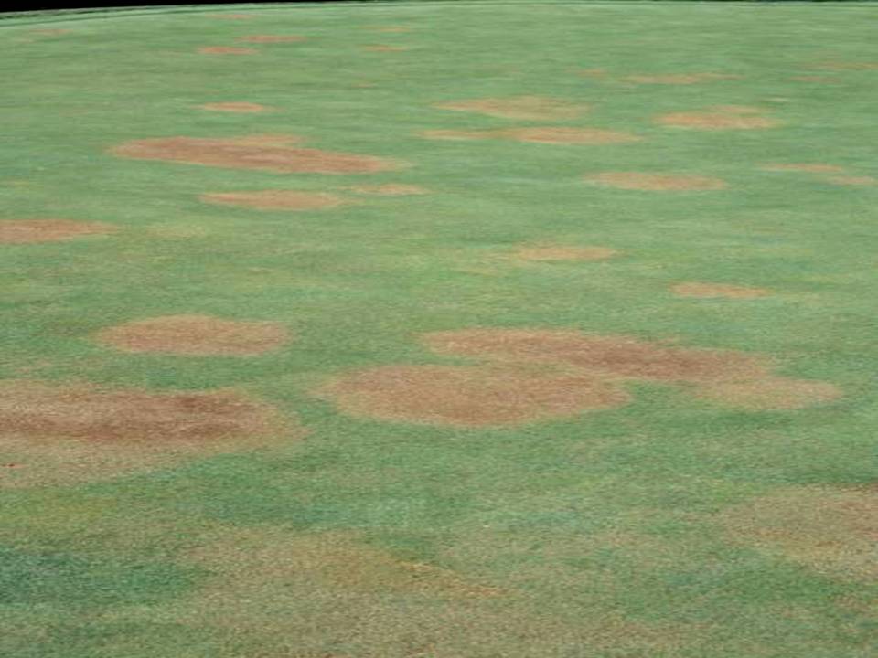 genesis_dist's tweet photo. Count On July For Something New and/or Unusual #drpetesturftips #DPTT #askagenesisrep #asiaticdayflower #dollarspot https://t.co/GqwbgRphci https://t.co/9vQpDnLlLk
