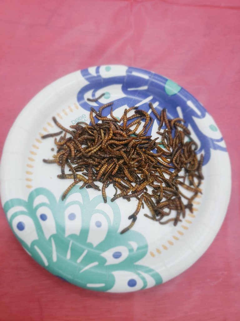 eddierandle's tweet photo. We are still at the @denverfair and we are talking to the @RMMicroRanch and trying some bugs!!! Yes I'm eating bugs🐛🐞!!!! On #9News on channel20 @CoreyRoseTV @GShapiro9News @KylieBearseWX @beckyditchfield https://t.co/iTkwYd2cFy