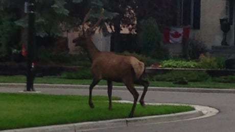Wayward wapiti: Elk on the run in Edmonton cbc.ca/news/canada/ed…