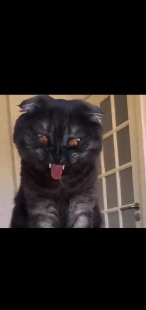 LocoJacks's tweet photo. @AwwwwCats o lawd https://t.co/MaxaYDNyoZ