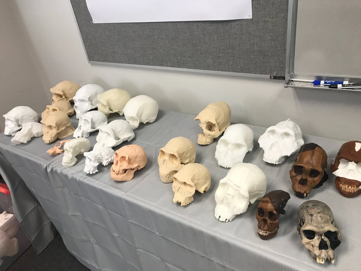 jamie_science's tweet photo. Homo naledi #skullfie at the Human Evolution Summer Teacher Workshop #HESTW #evolution #3Dprinting #HomoNaledi https://t.co/IbvGNPgUnv