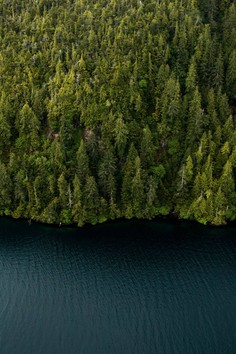 HAIDA WILD tweet media