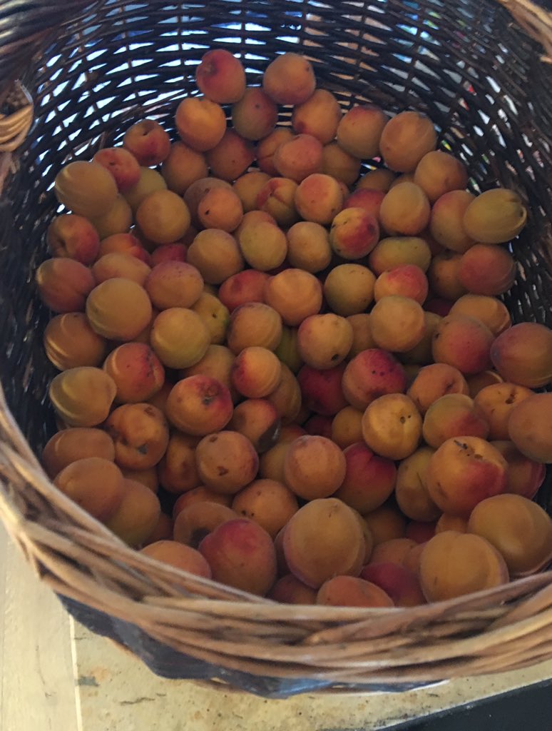 andreaspucher's tweet image. #wachauer abende zur #marillenzeit #amland