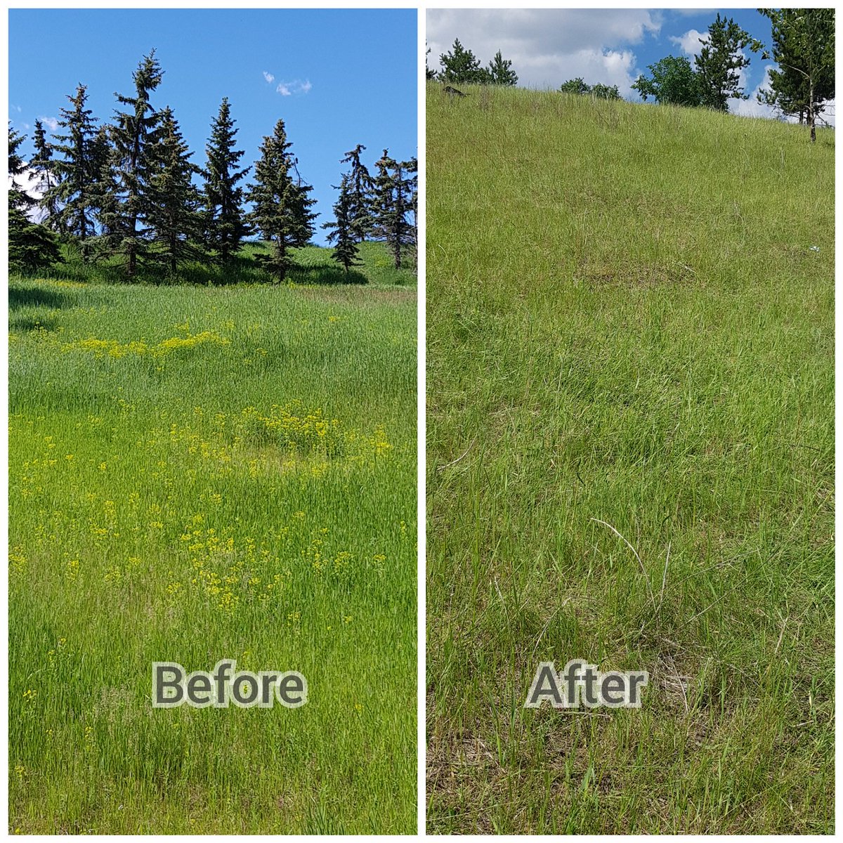 yegparks's tweet photo. Do goats work? The GoatWorks pilot is monitoring the effectiveness of using goats to browse noxious weeds at @CityofEdmonton Rundle Park. Last month @GoatBrowsing selectively browsed on the yellow-flowering leafy spurge. What do you think–is it a sustainable method? 🌱🐐 https://t.co/4DUeF2yuGb