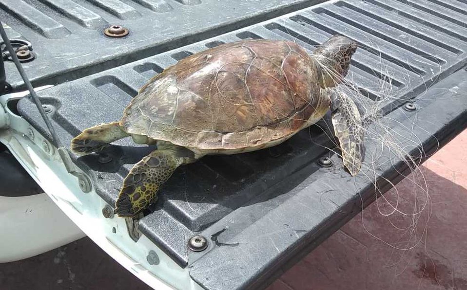 MilenioTam's tweet photo. Tortuga muere atrapada en red de pesca en playa Miramar

https://t.co/vTaUaVSlqM https://t.co/f2bjD7jgBk