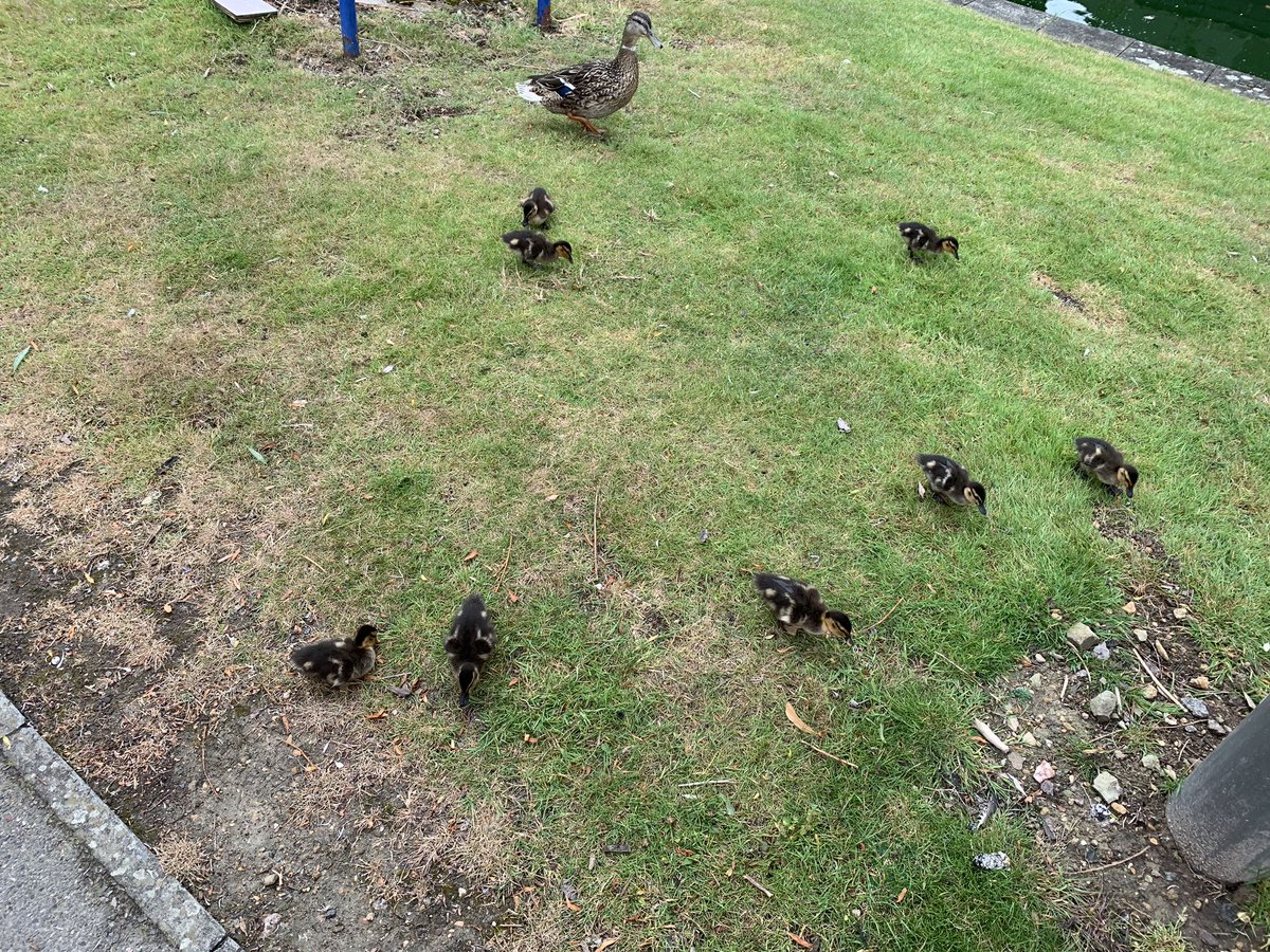 Materials_Girl's tweet photo. Aaand some cute ducklings to follow. Have a wonderful weekend everyone https://t.co/KHJ7qgOwvq