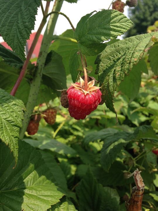 brooksby_farm tweet picture