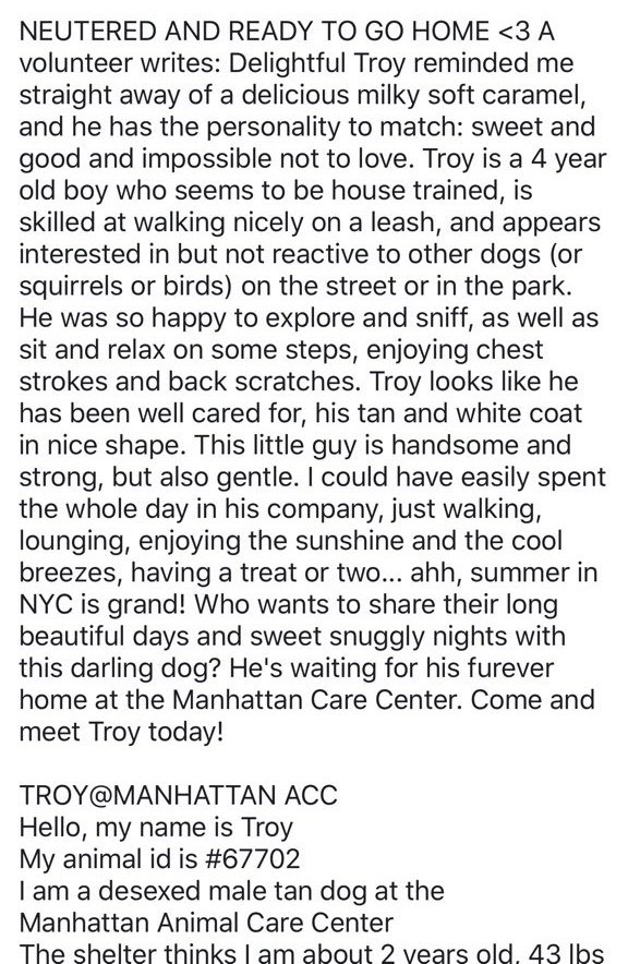 KeithOlbermann's tweet photo. THEY BROKE TROYโS TEETH, A KID PULLED HIS EARS DAILY. HE DIDNโT MIND. HE MAY DIE SATURDAY. Gentle, walks nicely, suffers kids gladly. Dumped by the โhumansโ to whom he remained loyal. Pledges for Troy #67702 via @chortletown can find a Rescue/F/A PLEASE RT https://t.co/1XQhX4hlvL https://t.co/e43LAhvmyZ
