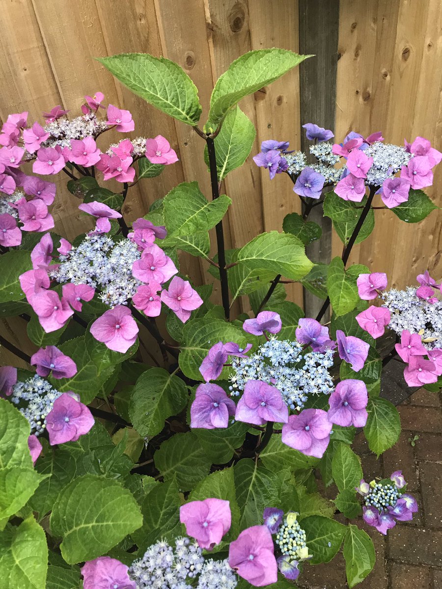 Verityclarke79's tweet photo. @outramrebecca1 @Lauren_Aster I am told this is a lovely hydrangea 😊 x https://t.co/Fwe3srMkrp