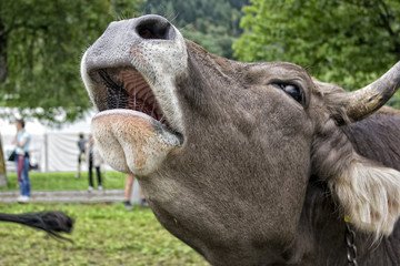 Possible evidence that Cows want to jump over the Moon: To the astrophysicist’s ear, they're actually saying Moooooon.