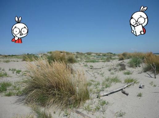 LIFE_REDUNE's tweet photo. Le piante sono gli #ingegneri delle #dune, rallentano il vento e intrappolano i granelli di sabbia.
Non ci credi? vieni Martedì 23 luglio a #EracleaMare stabilimento MeteBeach. Scoprirai tanti motivi per amare le nostre bellissime Dune! https://t.co/oAMduOFzDn