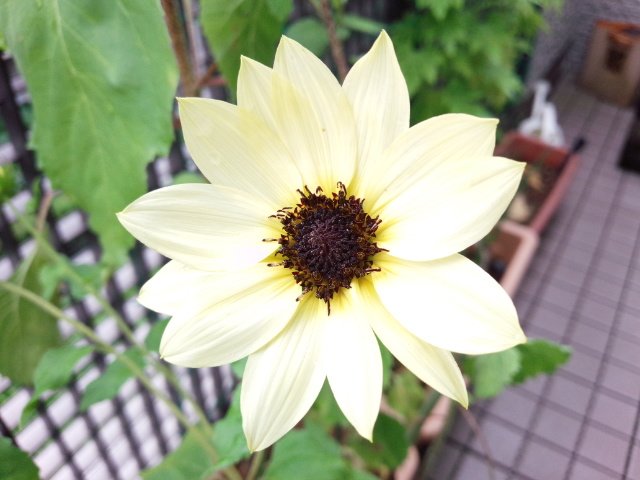 すー على تويتر また一輪 イタリアンホワイトの花が咲きました この花を育てるきっかけとなったのは京アニの作品でした イタリアンホワイト の花言葉 あなたを想い続けます Prayforkyoani Anime Eupho イタリアンホワイト T Co Wojikdjrp4