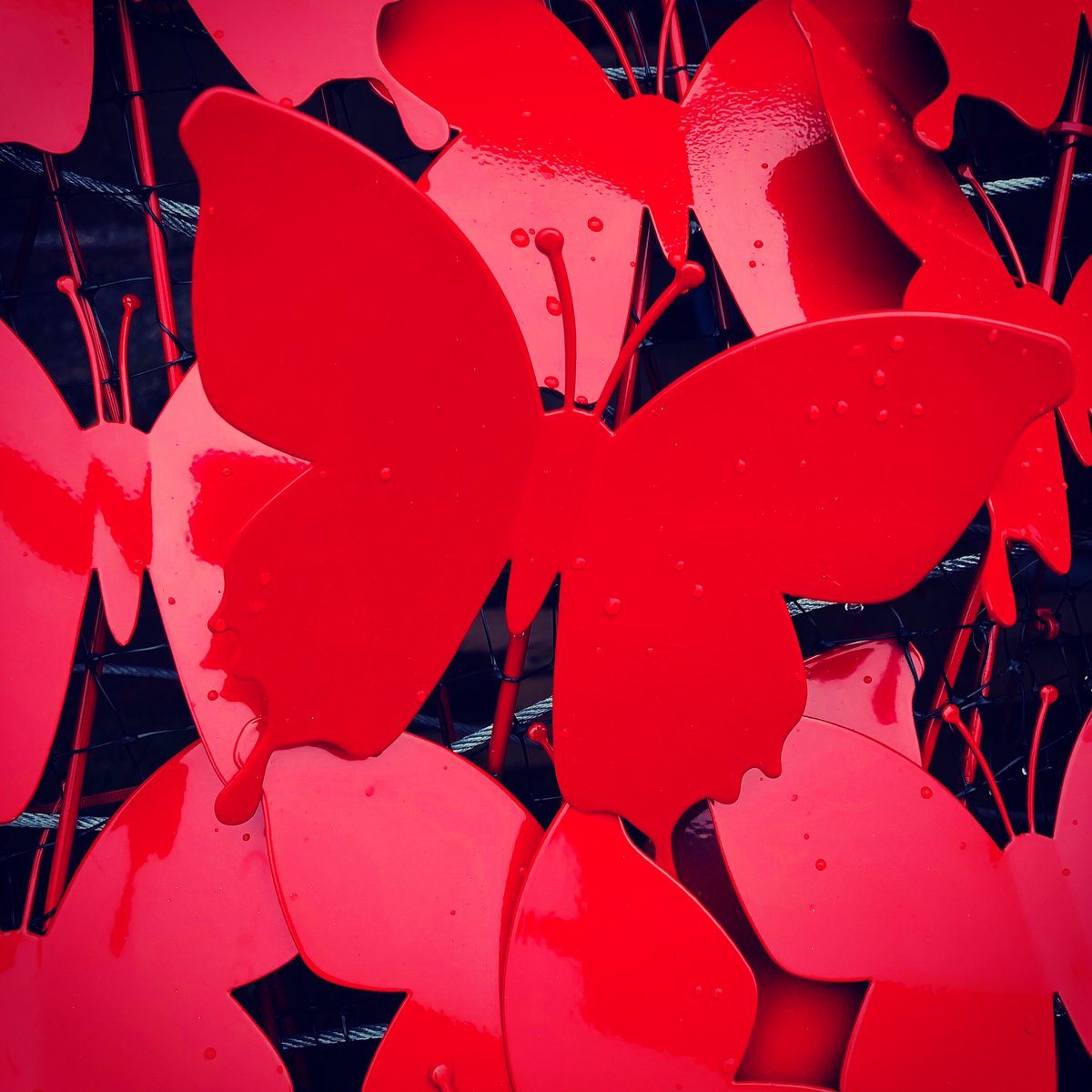 SkyBlueStacey's tweet photo. Lovely #MytonButterfly @CovCathedral @MytonHospices 🦋 https://t.co/QcEFRyKGpE