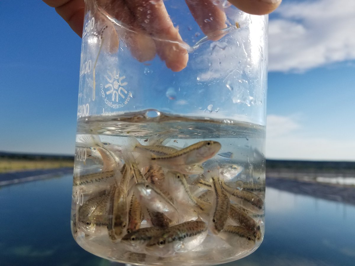 NMDGF's tweet photo. Spawning success from Rock Lake State Fish Hatchery. Some of these little fish will grow up to provide a successful fishing trip for some lucky fisherman. #bass #fishnm #spawningfish #nmgameandfish #nmfishhatchery https://t.co/lYSHqYkULb