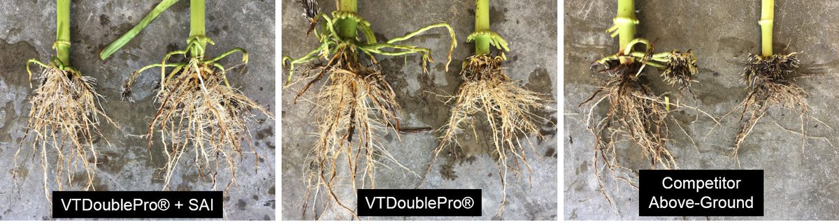 MNelson_ISU's tweet photo. Here are root pictures from the same trial. Again, little-no feeding on #SmartStax roots, minimal feeding on #VT2P roots with soil-applied insecticide, and moderate-very heavy feeding on the above-ground only traits. Time to dig roots and monitor movement of adult beetles! #CRW https://t.co/vqn6dQd959