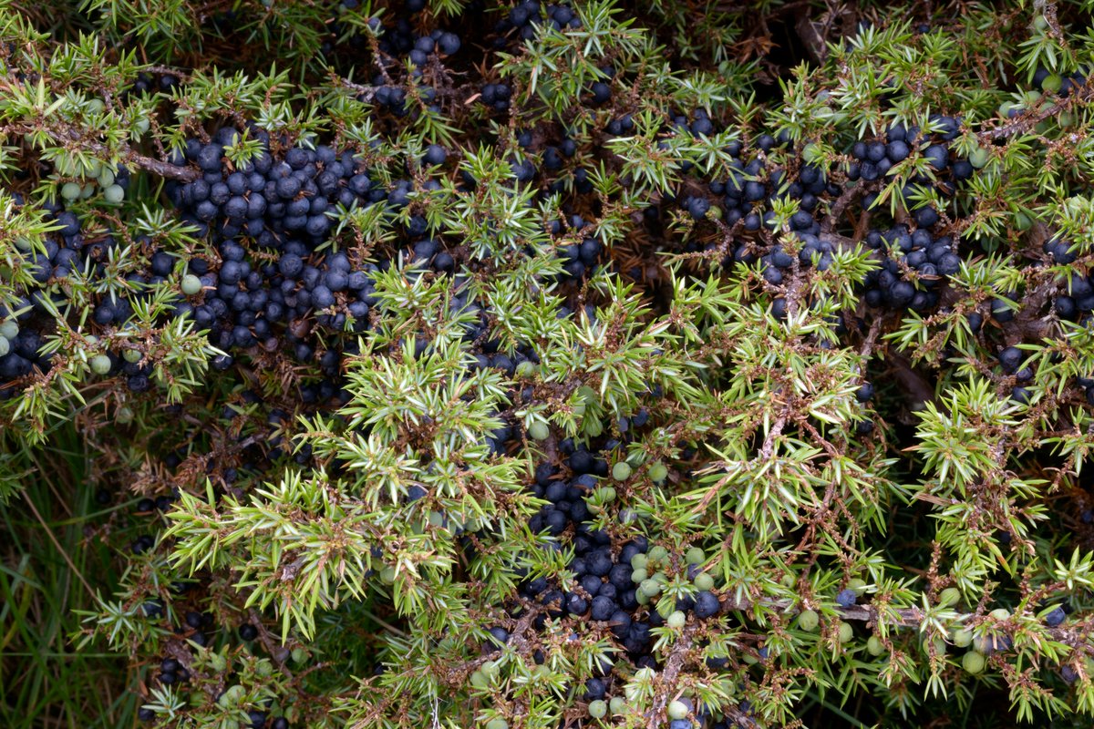 VisitGroatbury's tweet photo. @Highlandramble1 @thomsok @bluewoof @RamsarConv @ferryoons Unproven #translocation methods described at Inquiry were crude &amp; mechanical with disrespect to #juniper. Heath examples cited were species-poor, heather-dominated upland heath, not EU priority #DuneHeath, which is sandy, friable &amp; semi-mobile at Coul.
https://t.co/hObkEfGZ4d https://t.co/yXdMqw2EQz