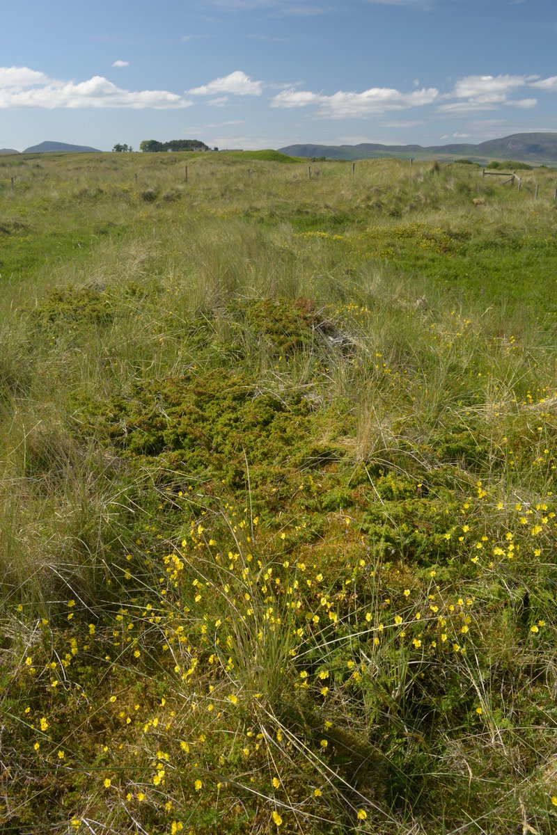 VisitGroatbury's tweet photo. @Highlandramble1 @thomsok @bluewoof @RamsarConv @ferryoons Unproven #translocation methods described at Inquiry were crude &amp; mechanical with disrespect to #juniper. Heath examples cited were species-poor, heather-dominated upland heath, not EU priority #DuneHeath, which is sandy, friable &amp; semi-mobile at Coul.
https://t.co/hObkEfGZ4d https://t.co/yXdMqw2EQz