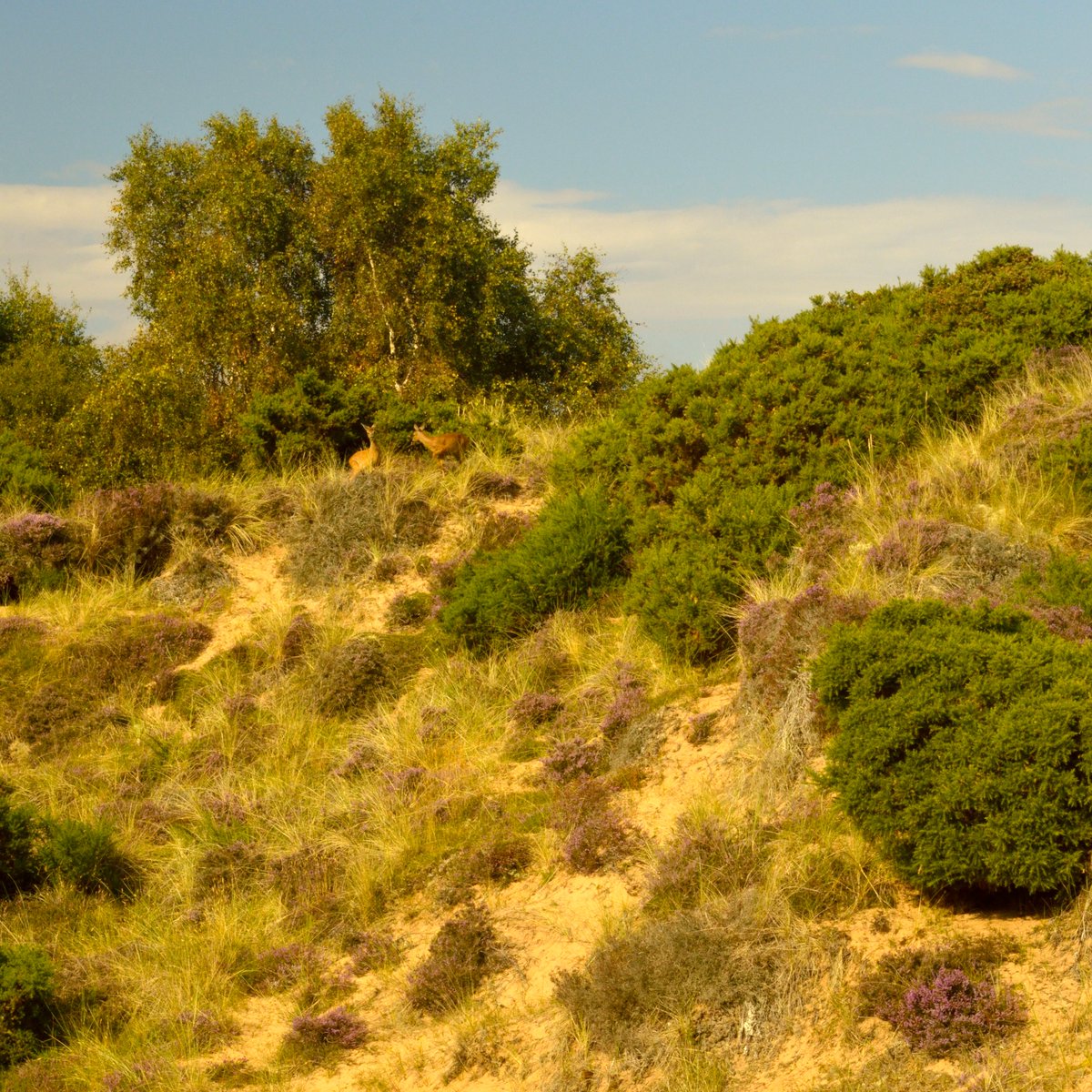 VisitGroatbury's tweet photo. @Highlandramble1 @thomsok @bluewoof @RamsarConv @ferryoons Unproven #translocation methods described at Inquiry were crude &amp; mechanical with disrespect to #juniper. Heath examples cited were species-poor, heather-dominated upland heath, not EU priority #DuneHeath, which is sandy, friable &amp; semi-mobile at Coul.
https://t.co/hObkEfGZ4d https://t.co/yXdMqw2EQz
