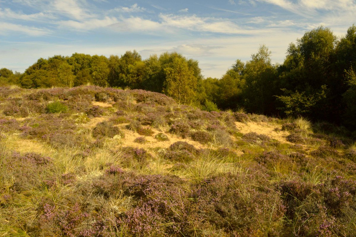 VisitGroatbury's tweet photo. @Highlandramble1 @thomsok @bluewoof @RamsarConv @ferryoons Unproven #translocation methods described at Inquiry were crude &amp; mechanical with disrespect to #juniper. Heath examples cited were species-poor, heather-dominated upland heath, not EU priority #DuneHeath, which is sandy, friable &amp; semi-mobile at Coul.
https://t.co/hObkEfGZ4d https://t.co/yXdMqw2EQz