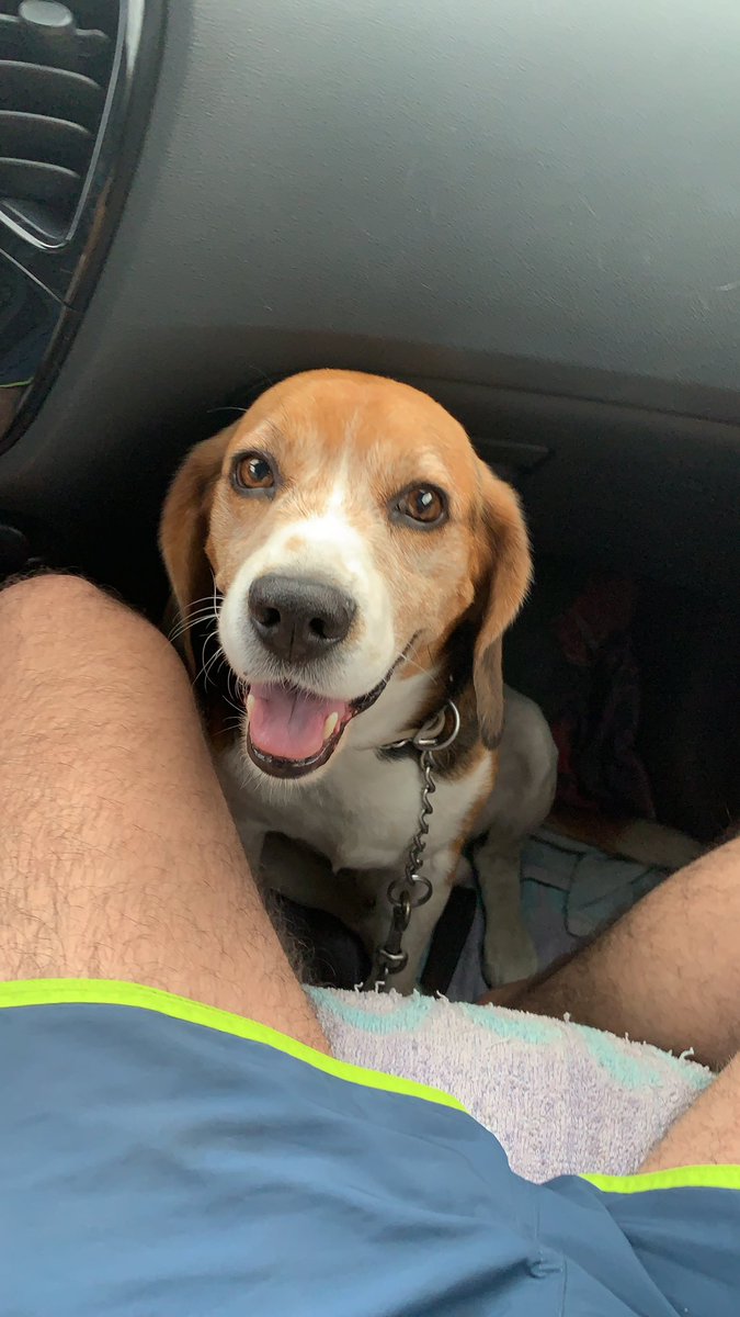 victorld2010's tweet photo. Este es BEATLE, se ha perdido hoy a medio día por la zona de Ogíjares/ Armilla en GRANADA. Seguimos sin encontrarlo. Tiene chip y en su collar está el número de teléfono de mi hermano. Por favor, no cuesta nada compartirlo y para mi es de gran ayuda. Muchísimas gracias. https://t.co/S0iQLbTd7n