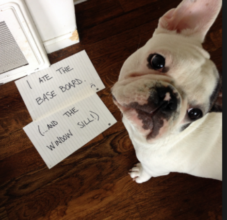 Your dog chewed the baseboards and windowsill. No problem, gives us a call for your free quote.