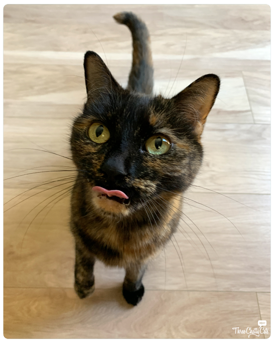 threechattycats's tweet photo. Happy Friday! Check out what the cats were up to this week!
https://t.co/CaH3eMVO4l https://t.co/BlrFYKYS8F