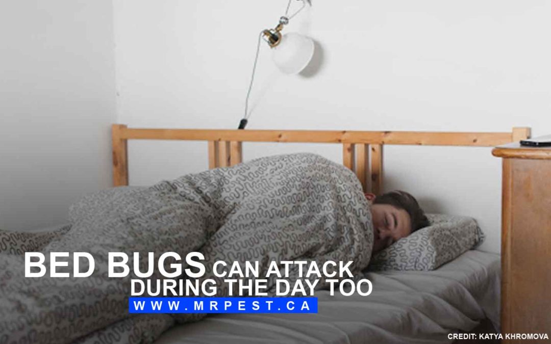 mrpestontario's tweet image. Do you suspect your home may be suffering from a bed bug infestation? Check out these facts and common misconceptions about bed bugs so you can be sure.
#BedBugInfestation
mrpest.ca/facts-common-m…