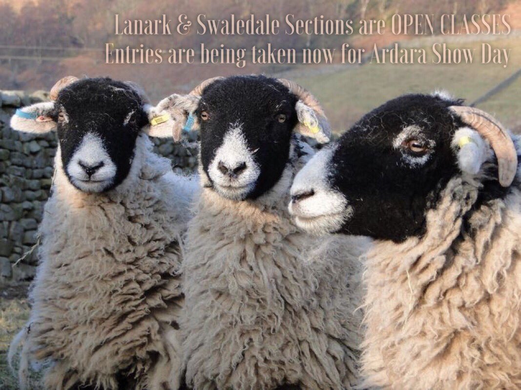 ardarashow's tweet photo. LANARK &amp; SWALEDALE Sections are OPEN Classes for Ardara Show Day.  They are listed under the confined section but are OPEN.  Taking Entries now at the Show Office and Online at https://t.co/vLWm5kKEkY.  Entries due by July 21 https://t.co/IoqJrfSJI7