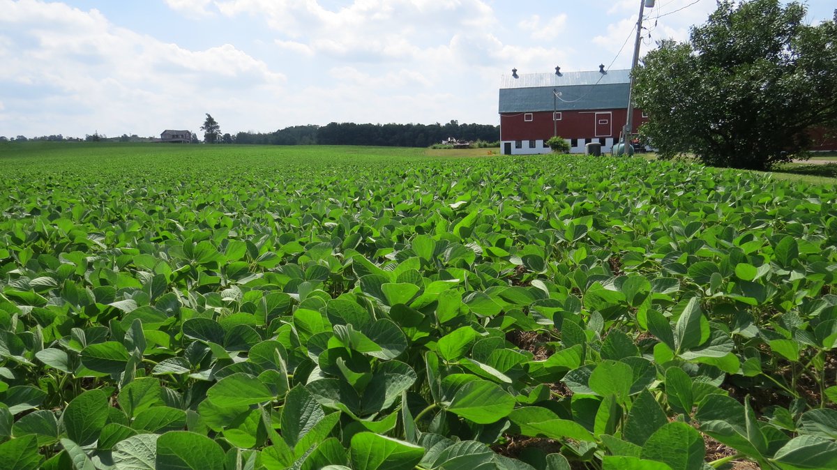 Excursion soys full canopy on 15" rows and blooming at 5.5 wks since planting. That w/ 1/2" rain. <a href="/AllianceAgri_E/">Alliance Agri-Turf</a> <a href="/klausAAT/">Klaus Kristiansen</a>