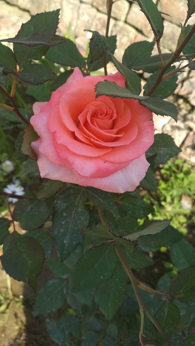 imhritukar's tweet photo. So Beautiful Flowers ๐ค๐ค๐ค
#Flowers #FlowerPathInKL #FLOWERFLOWER https://t.co/Jz1ZMS9hYK