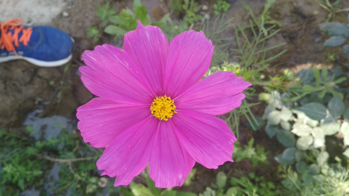 imhritukar's tweet photo. So Beautiful Flowers ๐ค๐ค๐ค
#Flowers #FlowerPathInKL #FLOWERFLOWER https://t.co/Jz1ZMS9hYK