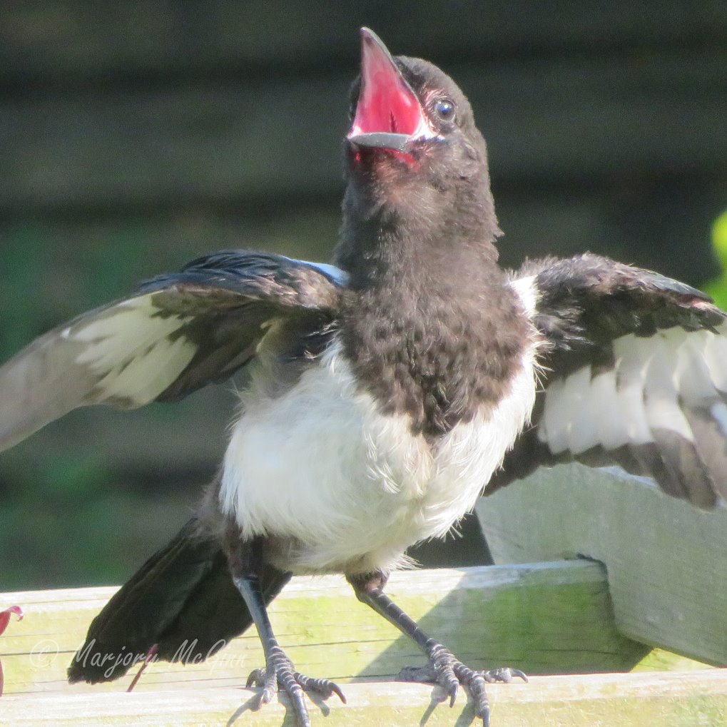 fatgreekodyssey's tweet photo. Love #magpies especially the fledglings.
Noisy, flappy, never dull. #BigCharacters
@Natures_Voice @StephenShelle20 #TwitterNatureCommunity
#Ourworldisworthsaving
@PlaceForBirds @corneliagracchi
#birds #ChatteringCollectors https://t.co/9cvnr7jnPJ