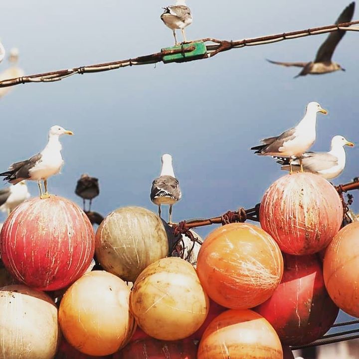 MilleBattute's tweet photo. #gabbiani nel #porto di #essaouira
📸 Massimo Bicciato
•
🇲🇦 #marocco #africa #seagull #reportage #streetphotography #rewoolution #millebattute https://t.co/LiK9W3a7n5