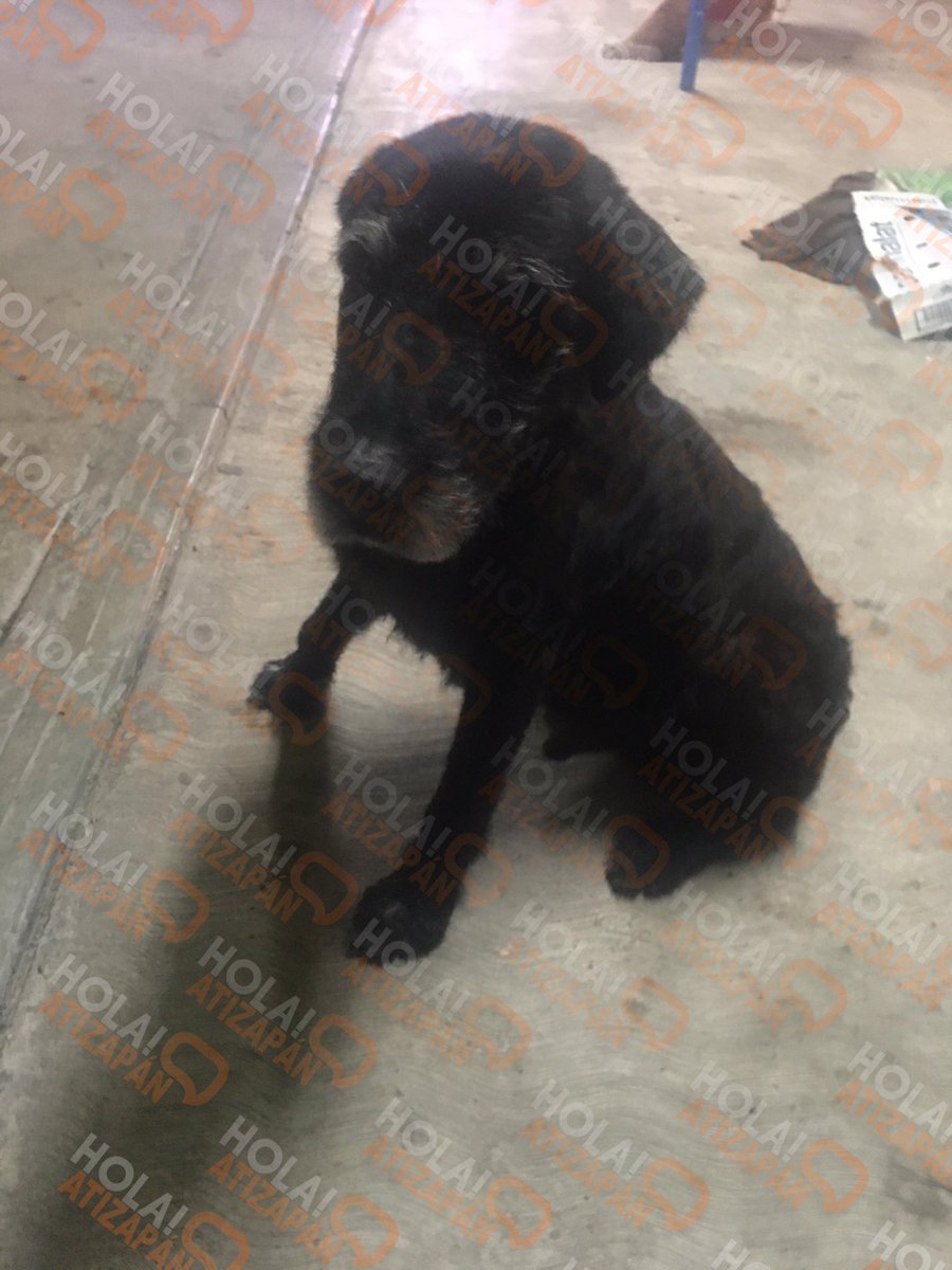 hola_atizapan's tweet photo. #AlertaPet: #Atizapán
“Polito, es un Perro viejito de color negro, raza criolla, camina con dificultad, se perdió el día domingo 14 de julio se le vio fue el Puente de Chedraui en los límites de Nicolás romero y Atizapan. Si los has visto repórtalo al 5522559607”(Sic) https://t.co/bNFZwulvuu