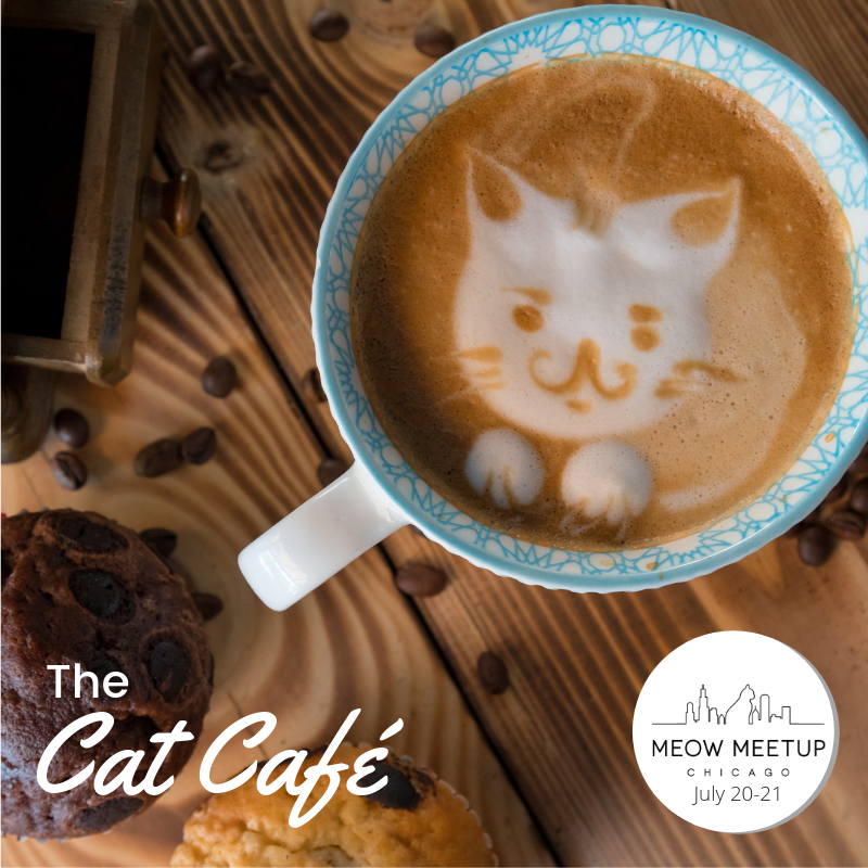 MeowMeetUp's tweet photo. 💫 Round up! 
Less than a week away - add-ons are going fast. Pre-register to secure your spot - we may not have sessions available the day of... 

#meowmeetup #catcafe #kittyyoga #afterparty #petportraits #cats #chicago #catsoftwitter https://t.co/sbA7dR4jQB