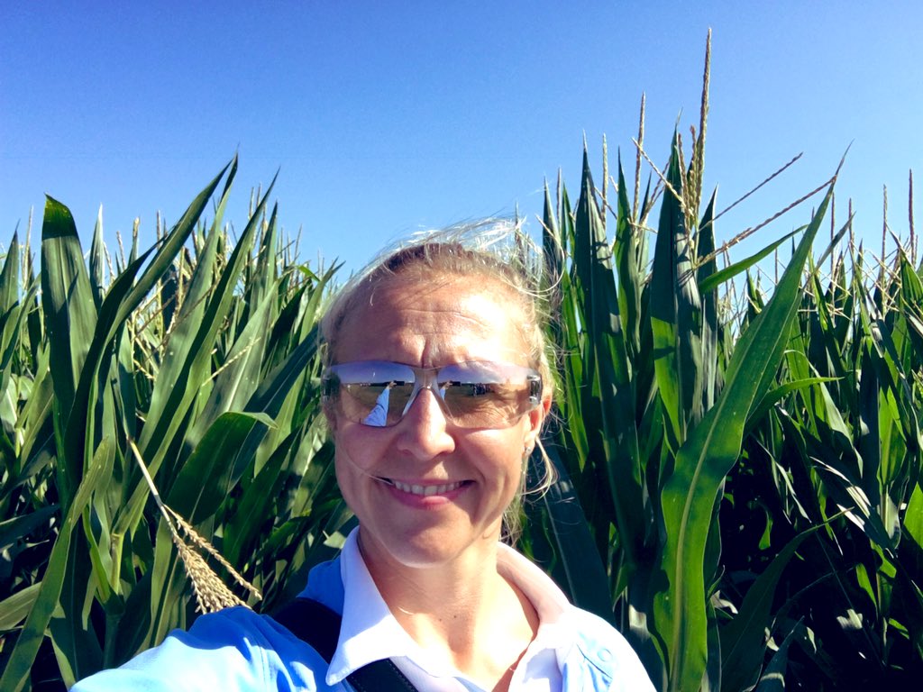 SheilahEmilie's tweet photo. @SamEathington #StrongStalks #Healthy plants.  Even #shortcorn was shoulder high by the 4th of July https://t.co/3l6j260Uhp