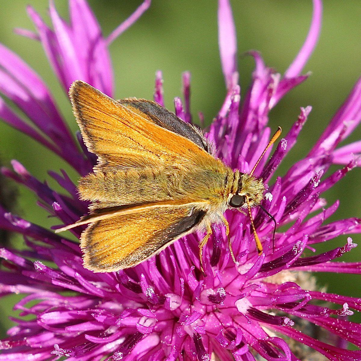 Hamish Murray tweet media