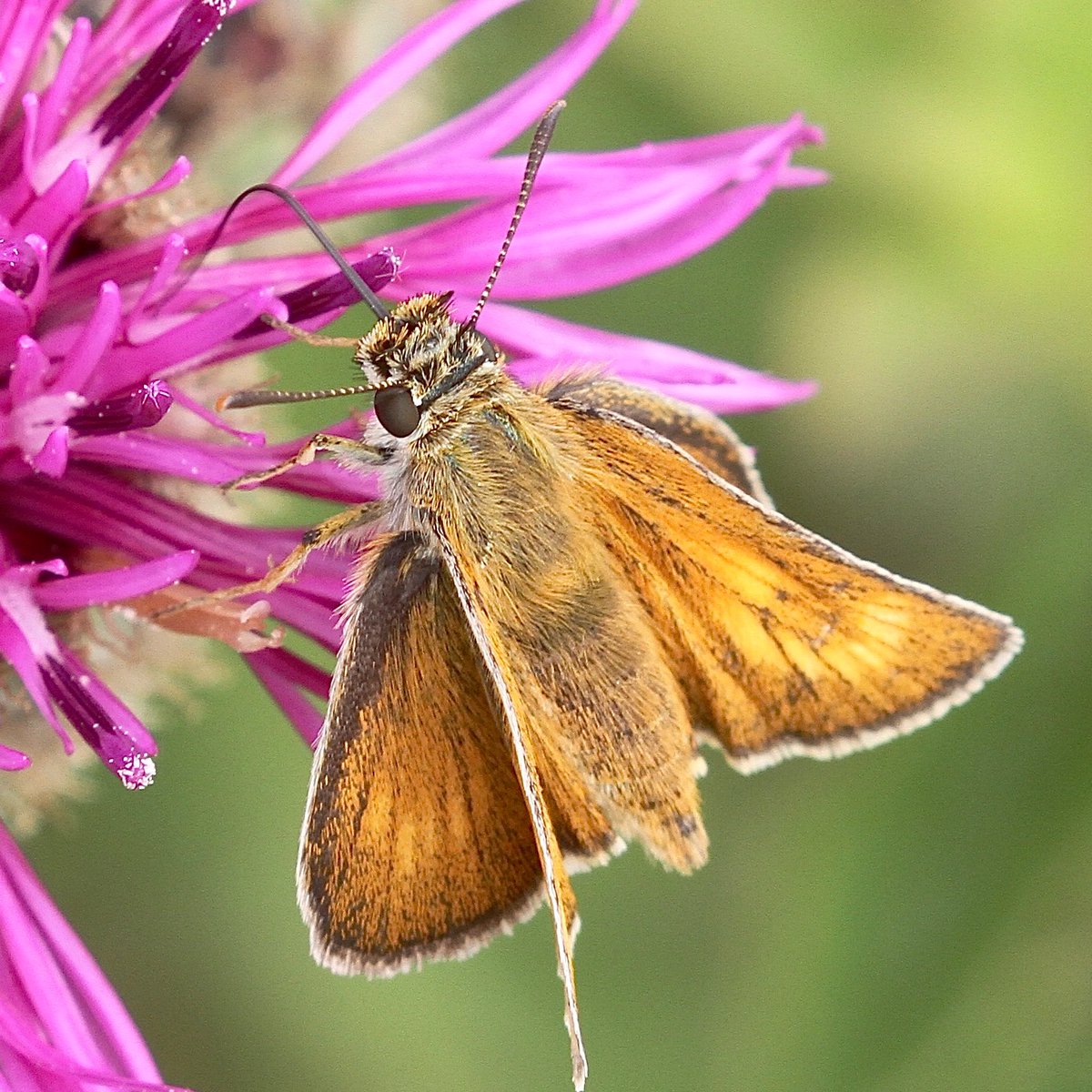 Hamish Murray tweet media