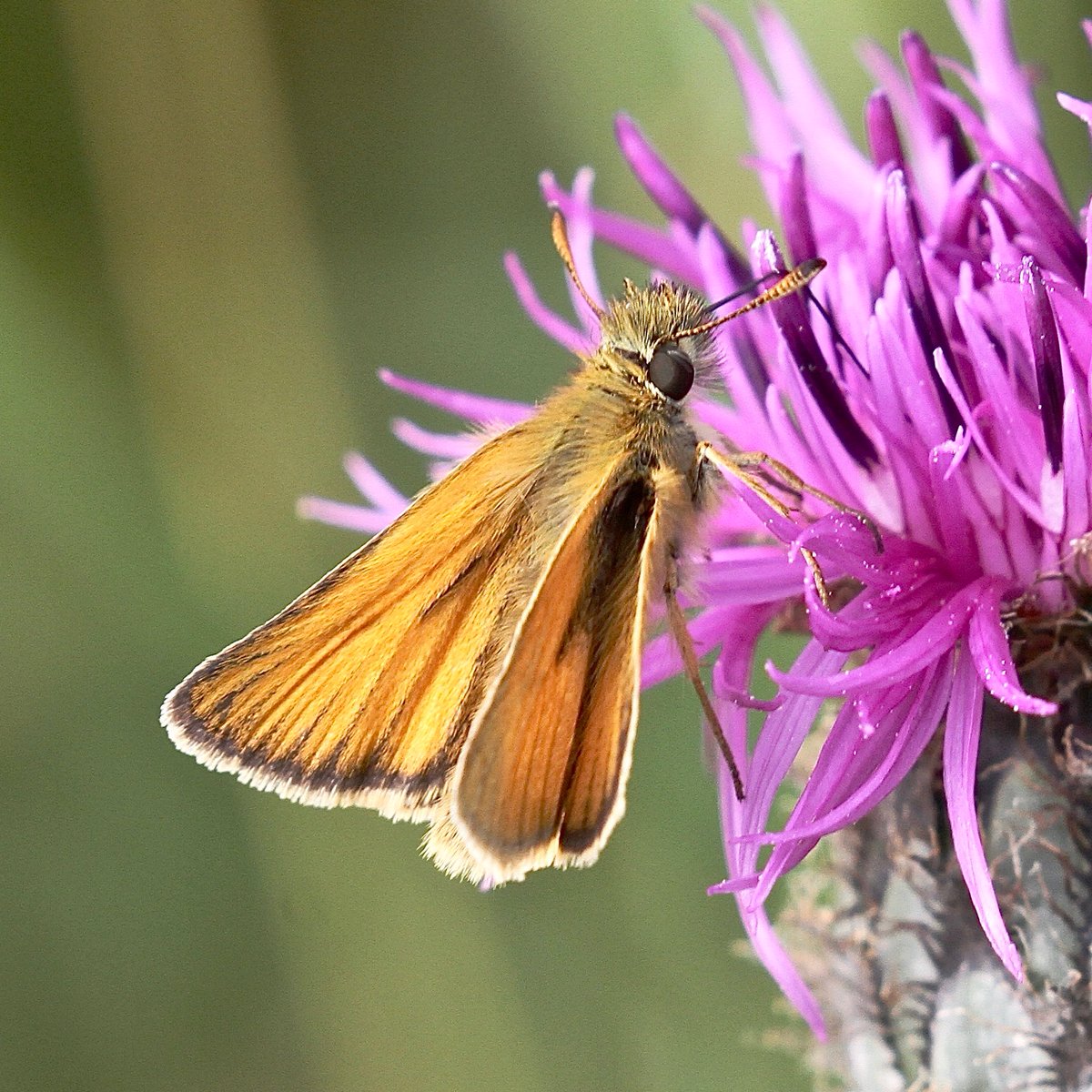 Hamish Murray tweet media