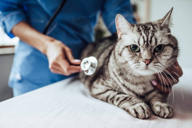 AnimalHospitalM's tweet photo. At the Animal Hospital of Montgomery, our goal is to give love and treatment to every furry client. Call to learn how we can help! https://t.co/87z1D7ttd5 https://t.co/hbKus1PZCG