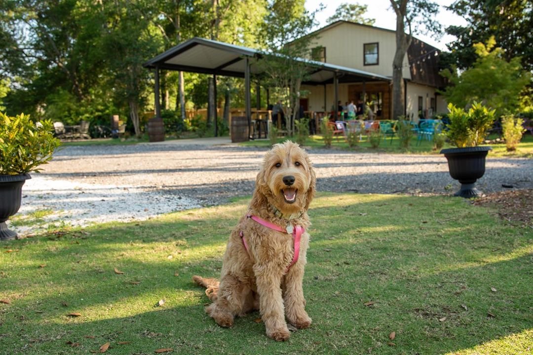 VisitPensacola's tweet photo. Happy #FidoFriday from this curly cutie named Scout 🐶 Tell us your weekend plans 👇 #experiencepcola #clpets #slpets #lovefl
📷 @garysbrewery https://t.co/vhEZYvkXkF