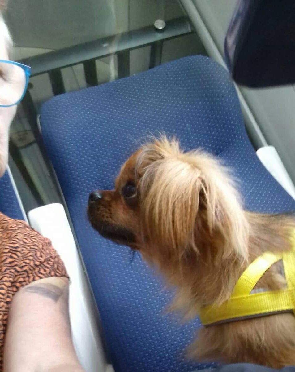 TheHairyProject's tweet photo. Bobby Dazzler heading to Kilkenny for Protest at Greyhound Stadium tonight #endthefunding #banbloodsports #28seconds #youbettheydie https://t.co/a0qDc001Yk